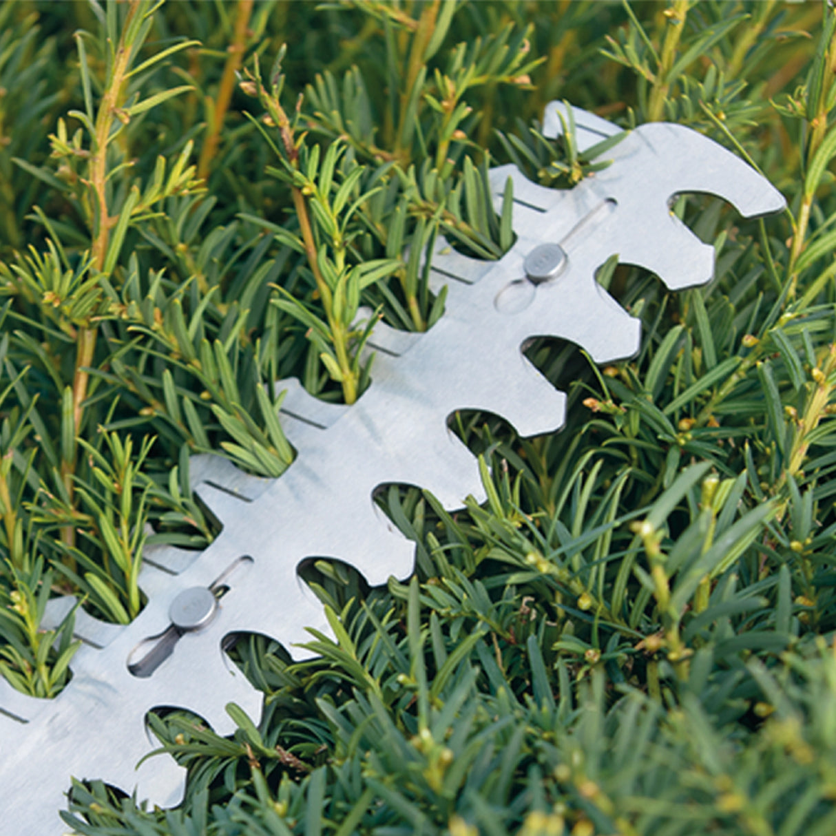 Forbici Erba Bosch ISIO 3 3.6V 1.5Ah